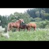 Screenshot 20211107 203938 com.android.gallery3d 1244    Kopie