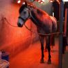 Solarium