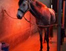 Solarium